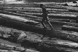 Caoba
