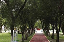 ¿Será posible que los árboles muestren el camino a la naturaleza?