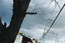 ¿Por qué razón somos como los árboles?