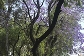 ¿Habrá comunicación entre los arboles?