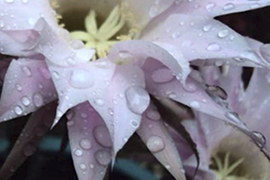 Gotas de rocío