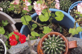 Té de cactus