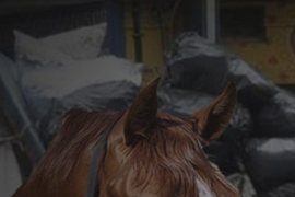 Los animales no son máquinas de carga