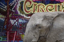 Innecesarios los circos con animales