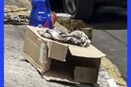 ¿Qué es la basura?
