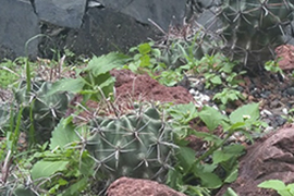 Piedras rojas
