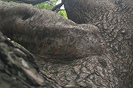 Esculturas naturales