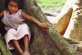 "La ceiba, árbol sagrado de los mayas, resguardo infantil"